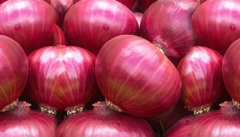 প্রাণঘাতী সংক্রমণ ছড়াচ্ছে পেঁয়াজ