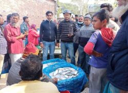 কাশিয়ানীতে ইলিশ রহ্মায় জাটকা জব্দ করে এতিম খানায় দান।