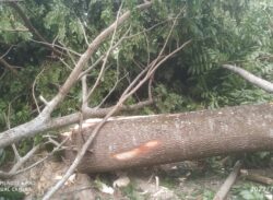 গাছ বাগান থেকে পাচ লক্ষাধিক টাকার গাছ কেটে ক্ষতি সাধন।