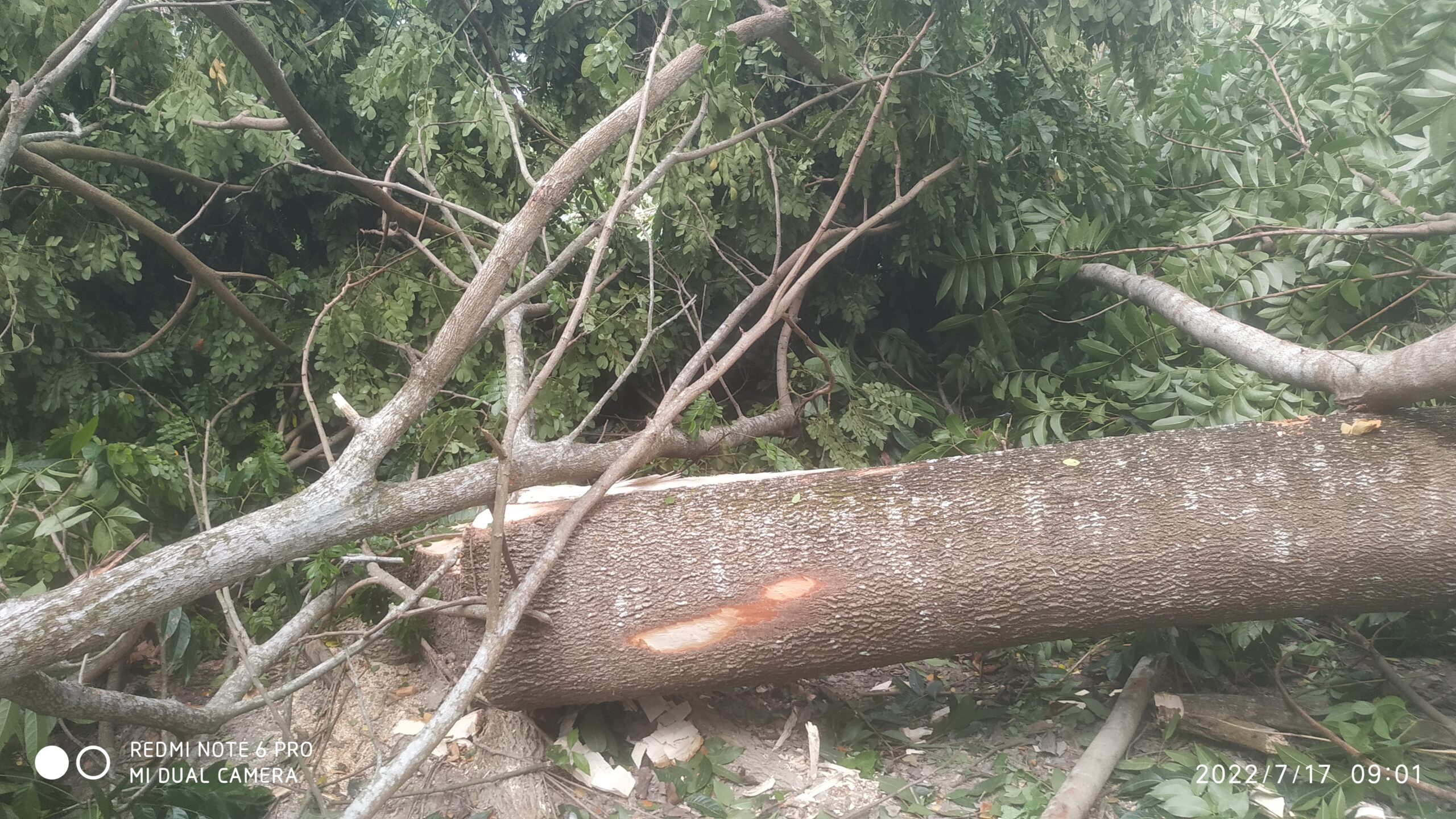 গাছ বাগান থেকে পাচ লক্ষাধিক টাকার গাছ কেটে ক্ষতি সাধন।