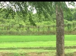 মিয়ানমারের মর্টার হামলায় তুমব্রু সীমান্তে যুবক নিহত, আহত-৫