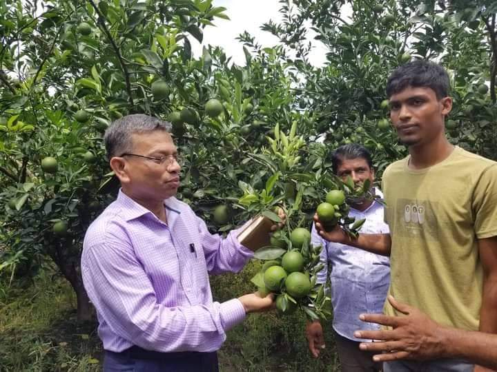 লক্ষ্মীপুরে মুক্তারের বিশাল ‘মাল্টা’ বাগানের সাফল্য দেখে আগ্রহী হয়ে উঠছে বেকার যুবকরা