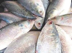 মধ্যরাতে শেষ হয়েছে ইলিশ ধরায় নিষেধাজ্ঞা, স্বস্তি ফিরেছে জেলেদের মধ্যে