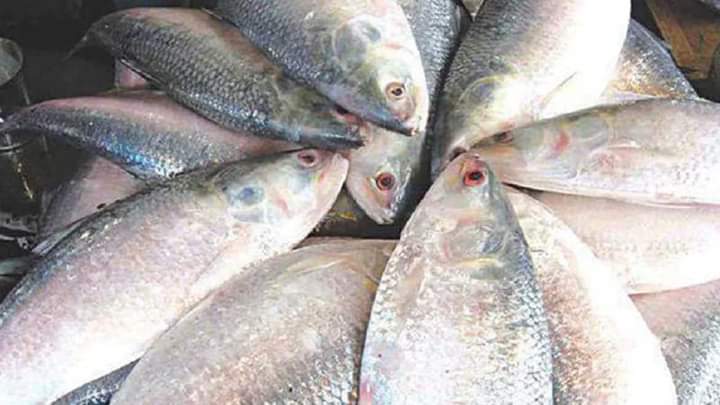 মধ্যরাতে শেষ হয়েছে ইলিশ ধরায় নিষেধাজ্ঞা, স্বস্তি ফিরেছে জেলেদের মধ্যে