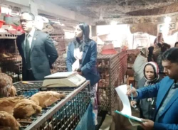 ৫০০ পিস মরা মুরগি জব্দ করেছে ভ্রাম্যমাণ আদালত।