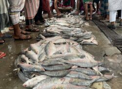 বরিশালে ইলিশ ধরায় ২৩ জেলের কারাদণ্ড