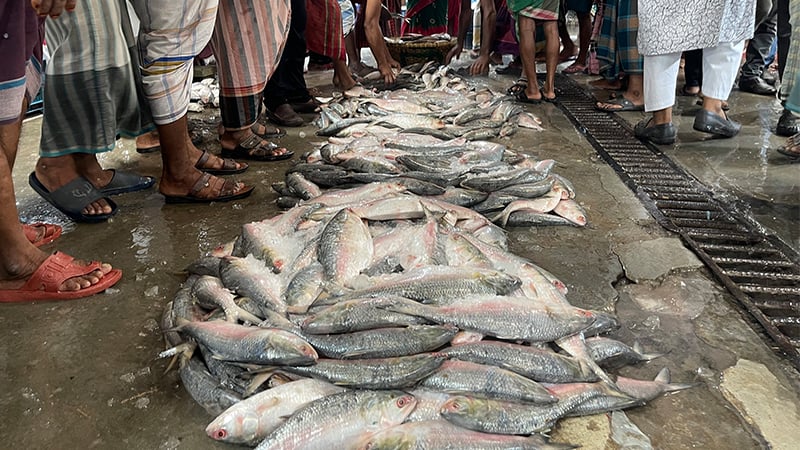 বরিশালে ইলিশ ধরায় ২৩ জেলের কারাদণ্ড
