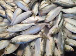 জাটকা বিক্রি করায় জরিমানা