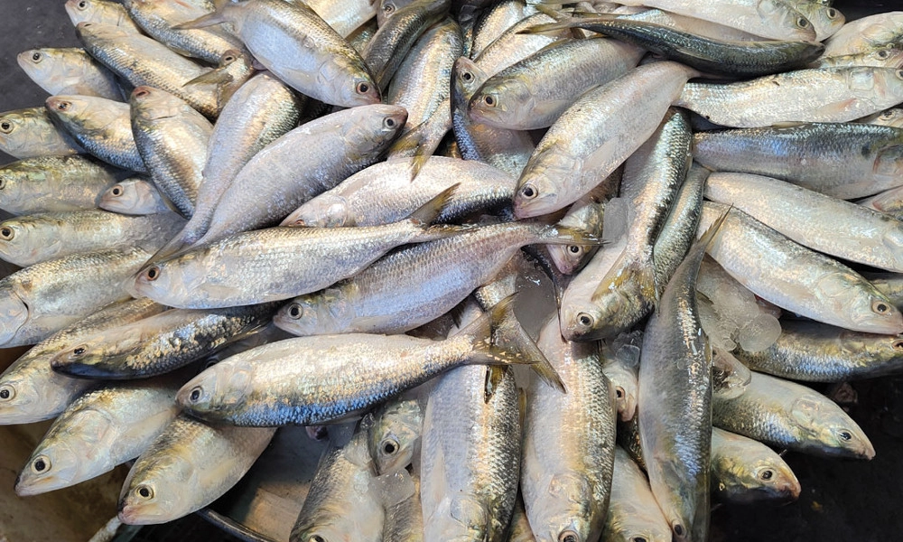 জাটকা বিক্রি করায় জরিমানা