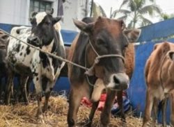 পটুয়াখালীতে ৬টি চোরাই গরুসহ ট্রাক উদ্ধার।