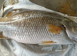 কুয়াকাটায় জেলের জালে ধরা পড়লো ২০ কেজি ওজনের কোড়াল।।