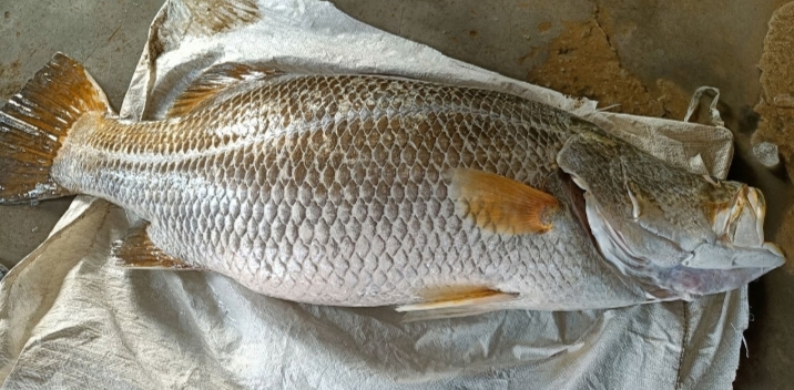 কুয়াকাটায় জেলের জালে ধরা পড়লো ২০ কেজি ওজনের কোড়াল।।