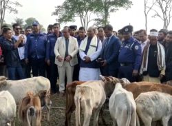 কলাপাড়ায় জেলেদের মাঝে জাল ও গরু বিতরণ।