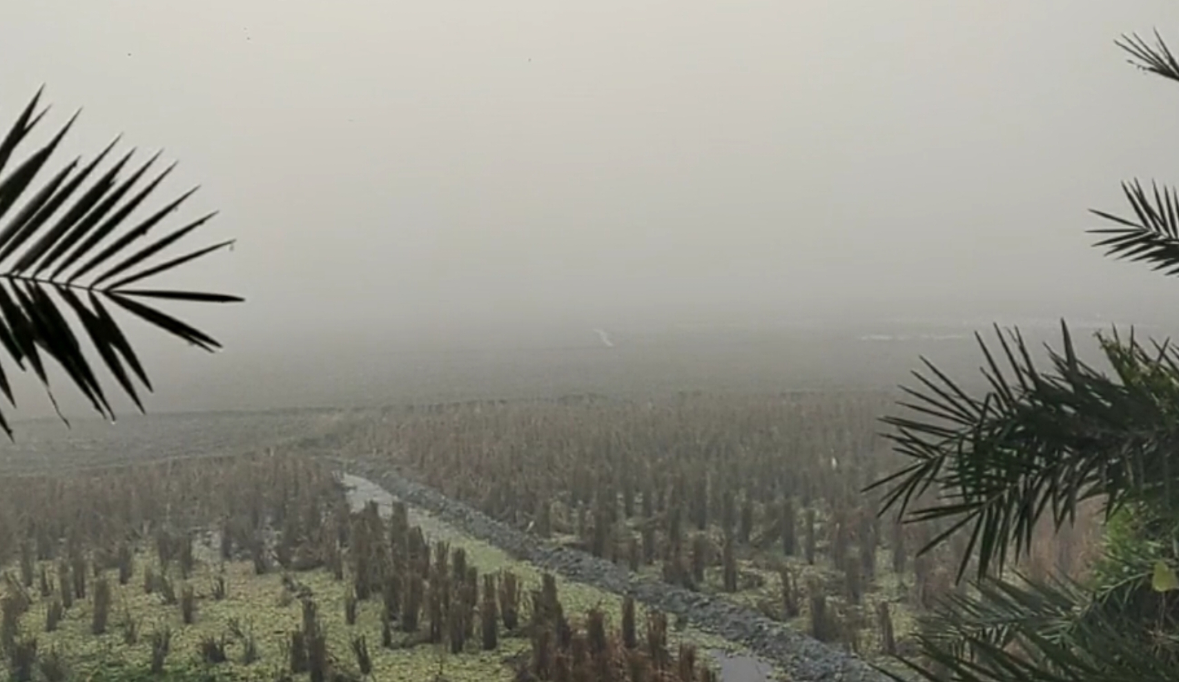 কলাপাড়ায় বিগত ৫ বছরের মধ্যে কলাপাড়া সবচেয়ে বেশি শীত অনুভূত, সর্বনিম্ন ৮.৭ ডিগ্রী সেলসিয়াস তাপামাত্রা রেকর্ড।