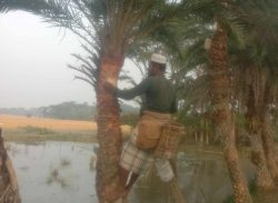 পটুয়াখালীতে মুখরোচক খেজুর রস আহরণে ব্যস্ত সময় পাড় করছে গাছীরা।