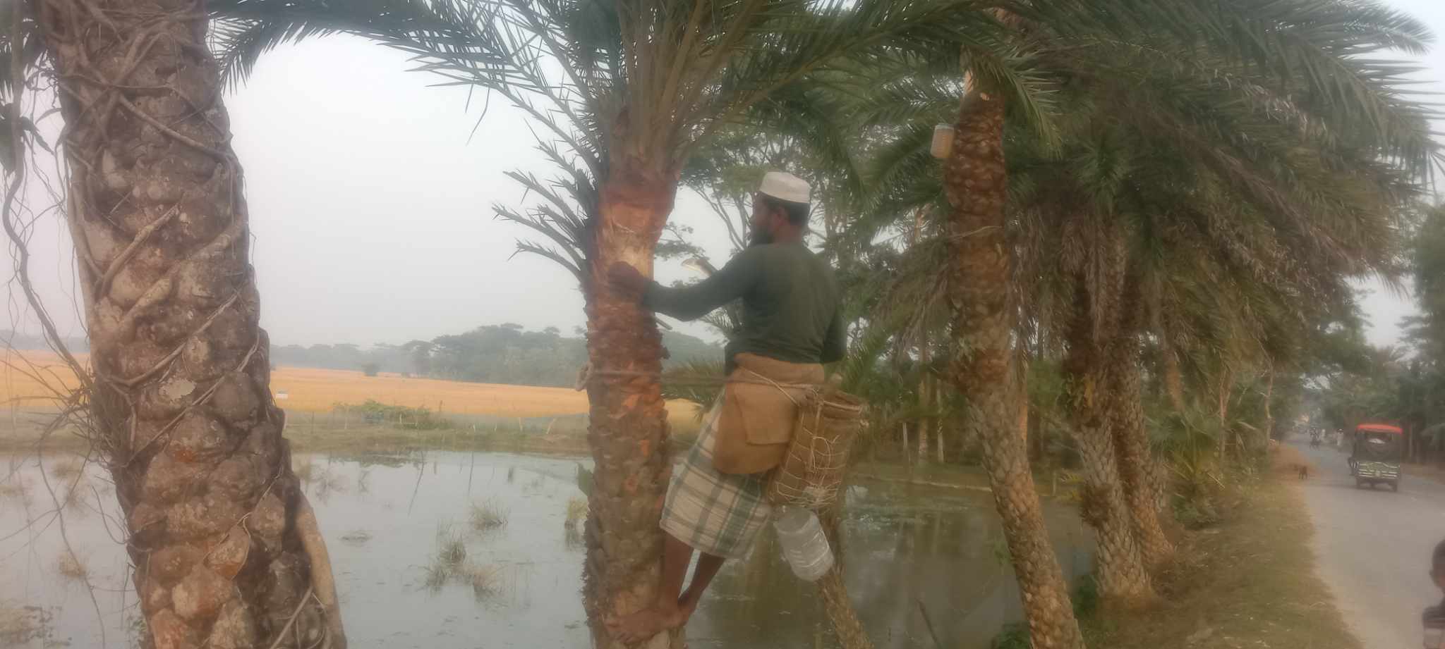 পটুয়াখালীতে মুখরোচক খেজুর রস আহরণে ব্যস্ত সময় পাড় করছে গাছীরা।