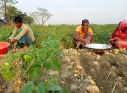 আলুর দাম দুই দিনে কমল ২৫ টাকা
