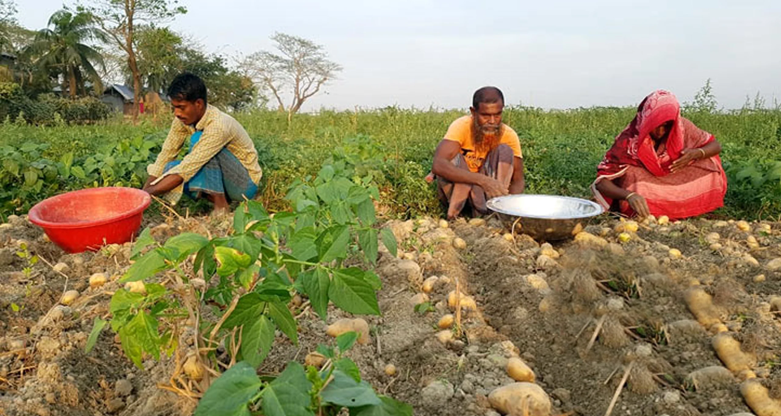 আলুর দাম দুই দিনে কমল ২৫ টাকা
