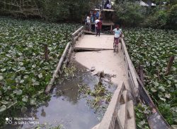 কলাপাড়ায় ব্রিজ ভেঙে খালে, ভোগান্তিতে পর্যটক সহ ৫ গ্রামের মানুষ।