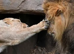 একই খাঁচায়,আকবর-সীতা: বিশ্ব হিন্দু পরিষদের আপত্তির পর, হাইকোর্টে মামলা