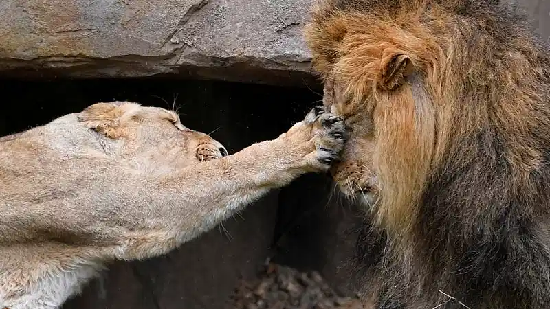 একই খাঁচায়,আকবর-সীতা: বিশ্ব হিন্দু পরিষদের আপত্তির পর, হাইকোর্টে মামলা