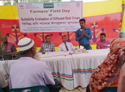 কলাপাড়ায় তেল জাতীয় ফসলের উৎপাদন বৃদ্ধি বিষয়ক কৃষক মাঠ দিবস।