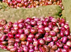 আবারও পেঁয়াজ রপ্তানিতে অনির্দিষ্টকালের নিষেধাজ্ঞা জারি করেছে ভারত