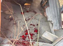 মধ্য রাতে ঘরে ঢুকে এলোপাতাড়ি কুপিয়ে নারীকে হত্যা, গুরুতর আহত অবস্থায় স্বামীকে ঢাকা প্রেরণ