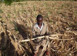 ভয়াবহ খরার কবলে জিম্বাবুয়ে: জাতীয় দুর্যোগ ঘোষণা