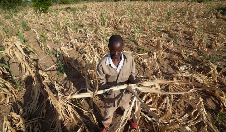 ভয়াবহ খরার কবলে জিম্বাবুয়ে: জাতীয় দুর্যোগ ঘোষণা