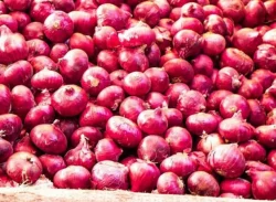 ১৬৫০ টন ভারতীয় পেঁয়াজ খালাস হচ্ছে  সিরাজগঞ্জে