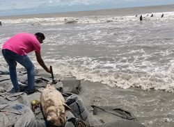 কুয়াকাটা সমুদ্র সৈকতে ভেসে এসেছে ৭ ফুট লম্বা মৃত ইরাবতী ডলফিন।