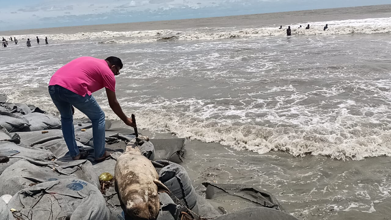 কুয়াকাটা সমুদ্র সৈকতে ভেসে এসেছে ৭ ফুট লম্বা মৃত ইরাবতী ডলফিন।