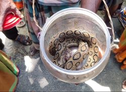 কলাপাড়ায় ধরা পড়লো  কিলিংমেশিন খ্যাত ভয়ংকর রাসেলস ভাইপার সাপ।
