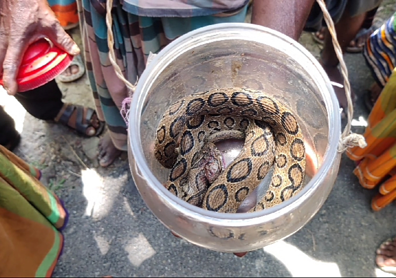 কলাপাড়ায় ধরা পড়লো  কিলিংমেশিন খ্যাত ভয়ংকর রাসেলস ভাইপার সাপ।