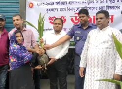 কলাপাড়ায় ১২০০ কৃষকের মাঝে বিনামূল্যে ৬ হাজার নারিকেল চারা বিতরন।