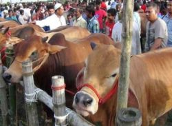 রাজধানীর ২০ হাটে আজ থেকে শুরু কোরবানির পশু বিক্রি