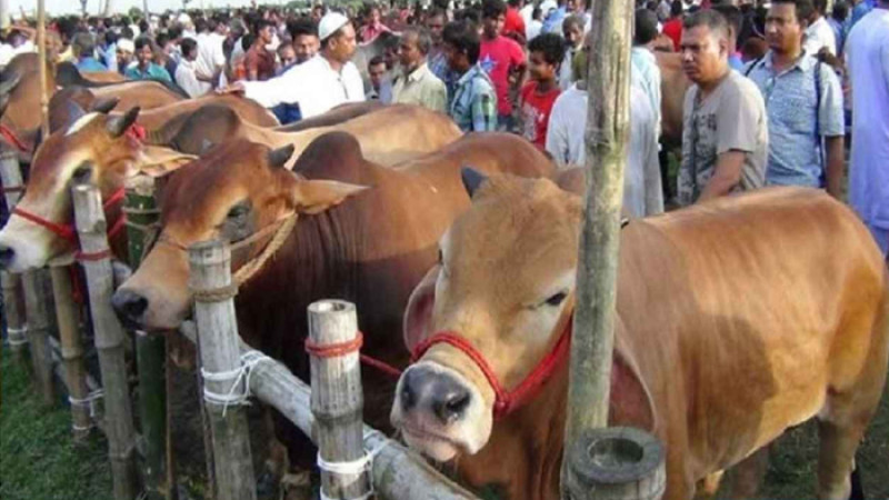 রাজধানীর ২০ হাটে আজ থেকে শুরু কোরবানির পশু বিক্রি