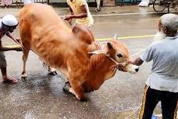 ঈদের দ্বিতীয় দিনেও দেশের বিভিন্ন জায়গায় চলছে পশু কোরবানি .