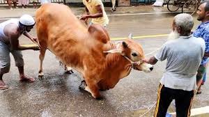 ঈদের দ্বিতীয় দিনেও দেশের বিভিন্ন জায়গায় চলছে পশু কোরবানি .