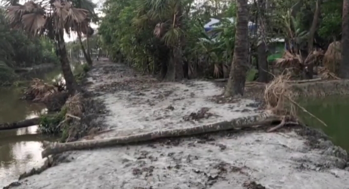 কলাপাড়ায় রাস্তা সংস্কারের নামে কেটে ফেলা হয়েছে অসংখ্য তাল ও খেজুর গাছ/