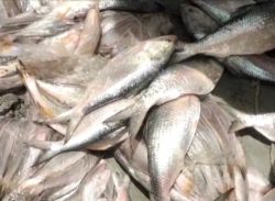 ইলিশ ও বিভিন্ন প্রজাতির সামুদ্রিক ৮০ মন মাছসহ একটি কাভার্ট ভ্যান ও একটি বাস জব্দ/