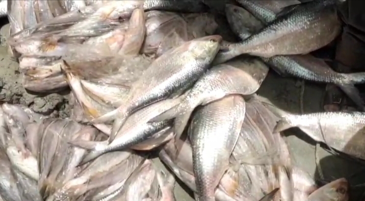 ইলিশ ও বিভিন্ন প্রজাতির সামুদ্রিক ৮০ মন মাছসহ একটি কাভার্ট ভ্যান ও একটি বাস জব্দ/