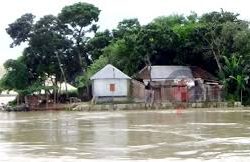 দৌলতদিয়ায় বিপৎসীমা ছুঁই ছুঁই করছে পদ্মা