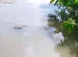 পটুয়াখালী জেলার বাউফল উপজেলায় আঃ রাজ্জাক খলিফা (৭০) নামে এক বৃদ্ধার ভাসমান লাশ উদ্ধার করেছে নৌ-পুলিশ। 