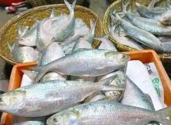 আজ রাত থেকে ইলিশ ধরা ও বিক্রি বন্ধ