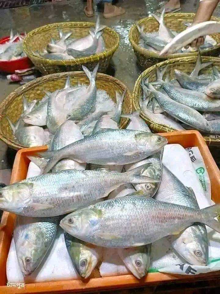আজ রাত থেকে ইলিশ ধরা ও বিক্রি বন্ধ