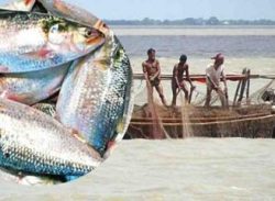 ১৩ অক্টোবর থেকে ২২ দিন ইলিশ ধরায় নিষেধাজ্ঞা