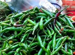 একদিনেই হিলিতে কাঁচামরিচের দাম কমেছে ১৬০ টাকা