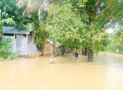 নেত্রকোনায় বন্যায় সড়কে ক্ষতি প্রায় ২০০ কোটি টাকা